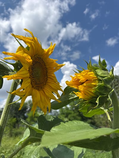 This media file features two sunflowers against a bright blue sky dotted with white, fluffy clouds. The lower sunflower is in full bloom, its large yellow petals fanning out around a dark, seeded center. The upper sunflower is still developing, its green sepals partially covering the drooping yellow petals, suggesting it is younger or less mature.

The scene appears to be outdoors, likely in a garden or field, given the presence of lush green leaves and stems belonging to the sunflowers. The lighting suggests it is daytime, with the sun casting bright highlights on the petals and leaves. The perspective is from below, looking up at the sunflowers, emphasizing their height and the vastness of the sky.

Notable details include the texture of the sunflower petals, which appear slightly wilted on the lower bloom, and the fuzzy stems of the plants. The upper sunflower has a few small insects visible on its petals. The sky is a vibrant blue, indicating clear weather. There are hints of green trees or foliage in the background, further supporting an outdoor, natural setting. No text is visible in the image. The overall mood is bright and cheerful, evoking a sense of summer and nature's bounty. The location context of Zassovskaya, Russia, suggests a temperate climate suitable for sunflowers to grow.