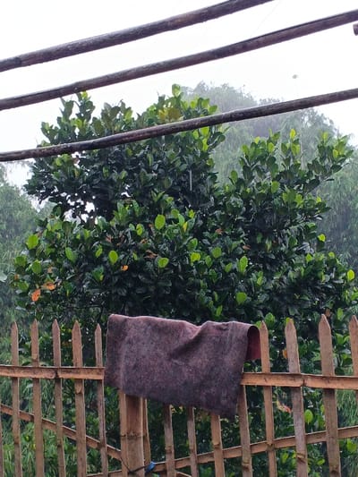 The image presents an outdoor scene in Welaluhu, East Timor, during what appears to be a rain shower. The weather is overcast, with a diffused light and a light gray sky filling the upper portion of the frame. Streaks of rain are subtly visible against the darker foliage and lighter sky, indicating ongoing precipitation.

In the foreground, a rustic bamboo fence stretches horizontally, featuring pointed vertical stakes and several horizontal cross-members, all appearing weathered. Draped over the fence, slightly to the right of the center, is a dark, rectangular piece of fabric, possibly a blanket, which appears damp.

Behind the fence, a large, densely foliated tree with abundant green leaves dominates the midground. Its leaves appear wet and glistening from the rain, with some showing lighter green or yellowish hues, suggesting new growth or varied species. In the background, a hazy expanse of lighter green tropical foliage, possibly bamboo groves, suggests a hilly or densely wooded landscape. Several parallel horizontal wooden or bamboo poles, likely part of a drying rack or a simple structure, are visible in the upper part of the image, also appearing wet.

No people are present, and there is no visible text. The overall scene depicts a serene, natural environment characterized by tropical greenery and the gentle atmosphere of a rainy day.