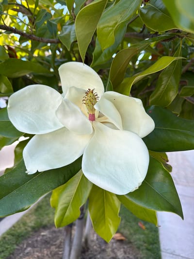 A close-up, eye-level shot captures a large, white magnolia flower in bloom. The flower is the central subject, with its delicate petals unfurled against a backdrop of lush green leaves and branches. The stamen of the flower is visible in the center, displaying a cluster of reddish-brown tips. The image is taken outdoors, with sunlight filtering through the leaves, creating dappled light and highlights on the petals and foliage. The background suggests a natural setting, possibly a garden or park, with hints of grass and what appears to be a paved walkway. The scene is devoid of any human presence or activity.