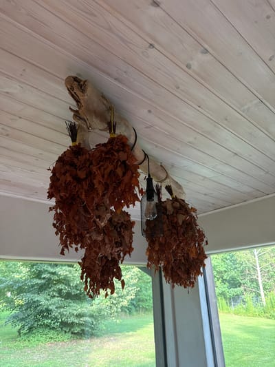 A low-angle medium shot captures a rustic decoration hanging from a wooden ceiling. The ceiling is made of light-colored, narrow wooden planks. A rough, natural wood branch is suspended horizontally, serving as a support for several bundles of dried brown leaves. These leaf bundles are spherical and hang down, tied with yellow twine to thin, dark sticks. To the right of the center, a decorative black metal lantern with a mesh exterior encloses a clear lightbulb. The lantern also hangs from the branch. The background is blurred, revealing a green lawn and lush trees seen through a window frame, suggesting an outdoor or porch setting, possibly in a rural or suburban area. The overall impression is one of natural elements and a simple, rustic aesthetic.