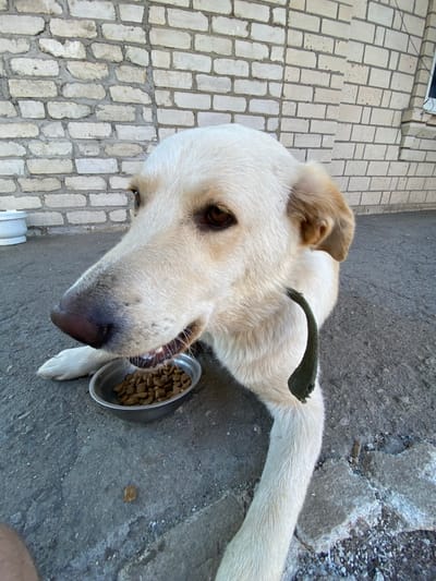 In Pervomaisk, Ukraine, a light-colored dog with brown eyes and ears is lying on a concrete surface near a light brick wall. The dog is looking towards a small metal bowl filled with kibble. Its mouth is open, and it appears to be eating from the bowl. A green leash or collar is visible around the dog's neck. A person's leg and foot are partially visible in the bottom left corner of the image. The environment suggests an outdoor setting, possibly a yard or an alleyway.