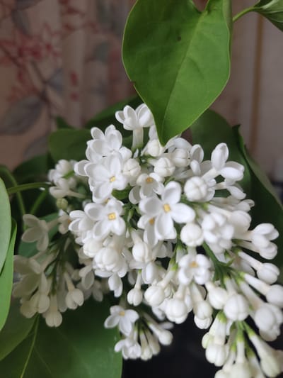The image shows a close-up of a cluster of white lilac flowers with green leaves. The flowers are in full bloom, their individual petals forming small crosses with yellow centers. The leaves are a vibrant green, adding a contrast to the white of the flowers. The background is blurred, but appears to be a light surface with a floral pattern. The location is specified as Pavlovo, Russia.