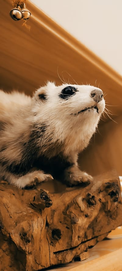A close-up, low-angle shot shows a taxidermied weasel or similar small mammal perched on a textured, light brown wooden base. The animal's fur is light tan with darker markings around its eyes and down its back. Its eyes are large and black, and its nose is dark. The wooden base has a rough, weathered appearance with visible grain and knots. In the upper left corner, two small, silver bells hang from a thin string. The background is a blurred, warm, light brown, suggesting an indoor setting. There is no indication of the specific location in Winnenden, Germany, or any people or actions.