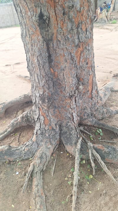 The image shows the base of a mature tree with thick, gnarled roots exposed above the sandy soil. The tree's bark is rough and textured, with patches of reddish-brown showing through the gray. The surrounding environment appears to be an outdoor area, possibly in Kporva, Nigeria, with sandy ground and some sparse vegetation. In the background, a section of a light-colored brick wall is visible on the left, and further in the distance, there are a few people gathered around a fallen log or another tree stump. The scene is outdoors, and the lighting suggests it is daytime.
