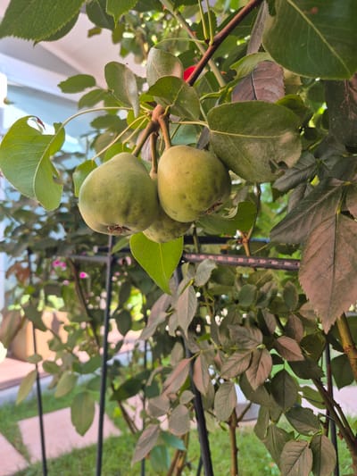 In Barbing, Germany, a close-up, eye-level shot captures a pear tree branch laden with three unripe pears. The pears are green, with slight speckling, and hang from stems attached to the branch. Lush green leaves, some with irregular edges and visible veins, surround the fruit. Behind the pear tree, a dark metal fence is visible, and beyond that, a blurred background shows pink flowers, green grass, and a light-colored structure with a pinkish hue. The lighting suggests a bright, possibly sunny day.