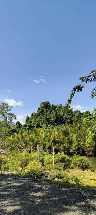 The image captures a natural landscape under a clear blue sky with scattered white clouds. The foreground is a gravelly path, casting dappled shadows. Beyond the path, lush green vegetation thrives, including various shrubs, palm-like plants with broad leaves, and taller trees further back. A wire fence with wooden posts runs horizontally across the middle ground, delineating the edge of the vegetation. To the right, a body of water, possibly a river or stream, is visible, bordered by more greenery. The background is dominated by a densely forested hill or mountain covered in vibrant green trees, creating a textured silhouette against the sky. On the far left, a single tall tree with lighter green foliage stands out. The scene depicts a rural or natural environment, likely in a tropical region given the vegetation. The location is identified as Lamseunia, Indonesia.