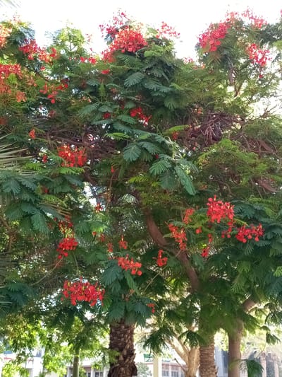 This image captures a vibrant, dense tree adorned with numerous bright red flowers and lush green foliage. The tree's branches are intricately woven, with some appearing gnarled and older. In the background, glimpses of palm trees and structures suggest an urban or semi-urban setting. The scene is illuminated by natural light, likely daylight, casting soft shadows. While not explicitly visible, the presence of such flora implies a warm climate, consistent with Be'er Sheva, Israel, known for its dry, desert environment where flamboyant trees are often planted in parks and along streets.