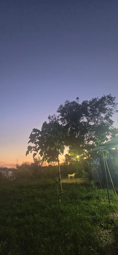 The image shows a rural scene in Kalchevo, Bulgaria, at dusk. The sky transitions from a deep twilight blue on the left to soft oranges and yellows near the horizon on the right, indicating the setting sun. A large tree with dark foliage dominates the left side of the frame, its branches reaching towards the sky.
In the middle ground, a light-colored dog stands on a path, facing to the left, illuminated by a bright yellow light source, possibly a streetlamp or a distant building light. Behind the dog, more trees and vegetation create a sense of depth, with some structures partially visible among them. The ground is covered in lush green grass, particularly on the right side of the image. The overall atmosphere is serene and peaceful, with a touch of the wildness of nature. The image is oriented vertically, with the sky occupying the upper portion and the ground the lower portion. No visible text is present.