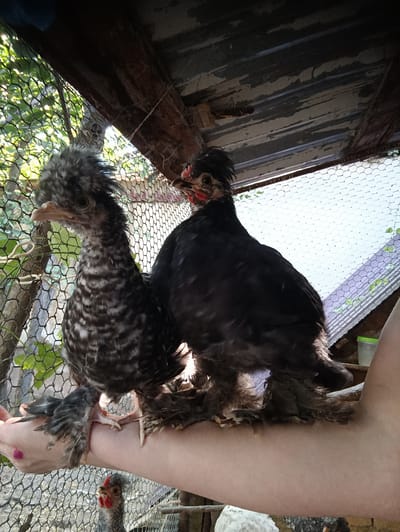 In a rural outdoor setting, possibly a chicken coop in Dangir, Uzbekistan, two juvenile chickens are perched on a human forearm. The chicken on the left has grey and white mottled plumage and a fluffy crest. The chicken on the right is mostly black with some grey and red coloration on its head and has feathered legs and feet. Both birds appear healthy and alert. The background includes a wire fence, foliage, and the roof of a structure made of corrugated metal and wood. The sunlight casts shadows, indicating a daytime scene. A small, younger chicken with a similar crested head is visible lower in the frame, in the background within the enclosure. The human arm is bare and tanned, with a small pink fingernail polish mark on the little finger.