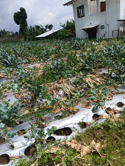 The image displays an agricultural field in Kolwara, Papua New Guinea, with a modern residential building situated at its edge. The field is extensively cultivated with what appears to be broccoli or a similar brassica crop, characterized by its large, dark green, and somewhat ruffled leaves. Many plants exhibit various stages of growth or decline; some are healthy and vibrant, while others show significant wilting, browning, and dried leaves, potentially indicating a recent harvest, plant stress, or disease.

The ground between the crop rows is covered with white plastic mulch, a common agricultural technique used for weed suppression and moisture retention. This mulch appears worn in places, with cut-out holes for individual plants.

On the right side of the frame, a clean, two-story white house with dark window frames and a dark entrance door stands prominently. It has a small, covered porch area. In the background, beyond the field, other structures and abundant green trees and vegetation are visible under a partly cloudy sky, suggesting a bright but not intensely sunny daytime. One notable background structure features a light-colored, angled roof, possibly a shed or a shade structure. No individuals are present in the scene, and no visible text can be identified. The image captures a blend of farming activity and residential life in a tropical setting.