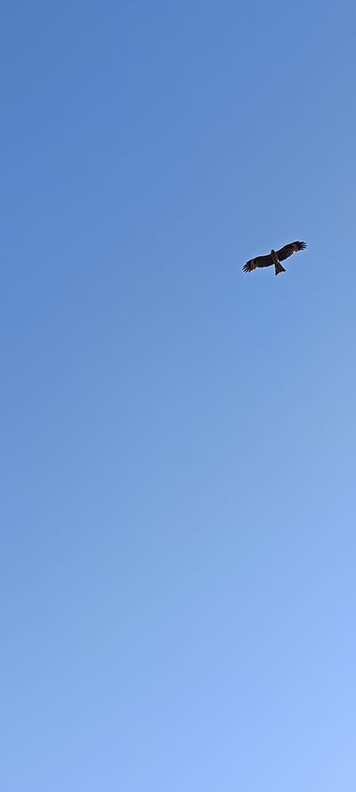 A bird with wings spread is captured in flight against a clear, bright blue sky. The bird is silhouetted and positioned in the upper right quadrant of the image, its dark form sharply defined against the uniform azure background. The bird appears to be a raptor, possibly a kite, with its tail fanned out and wings angled slightly downward. There are no visible clouds or other atmospheric phenomena in the sky. The image is shot from below, looking upwards at the bird. The location is specified as Хохлы, Russia.