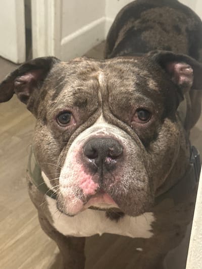 The image displays a close-up, head-on view of an adult domestic dog, consistent with an American Bully or a similar bulldog-type breed. The animal has a brindle coat pattern, featuring mottled shades of brown, grey, and black, along with prominent white markings on its lower muzzle and chest area. Its face shows significant wrinkles, particularly around its dark, wet nose and above its dark eyes, which are directed forward, engaging the viewer. A portion of an olive-green or camouflage-patterned harness is visible on the dog's left shoulder. The background is out of focus, revealing an indoor environment with a light-colored wall or doorframe behind the dog and a light-toned floor beneath. The specific location within the city of Stains, France, or any other geographical detail, cannot be determined from the visual information provided.