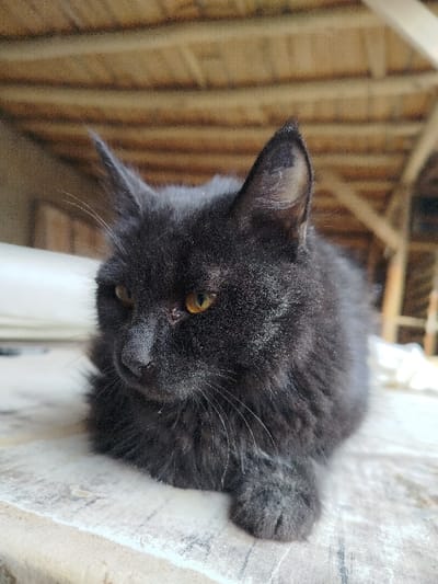 The image displays a black-furred feline with prominent amber-yellow eyes, resting on a textured, light-toned horizontal surface. The cat's fur appears thick, and its pointed ears are slightly tufted. Numerous light-colored whiskers extend from its muzzle. The animal is in a couched position, with one forepaw visible extending forward. The background is out of focus, showing a wooden overhead structure constructed from light-toned beams and planks. Indistinct white objects are discernible in the blurred far-right portion of the background. The scene is located in Andijan, Uzbekistan.