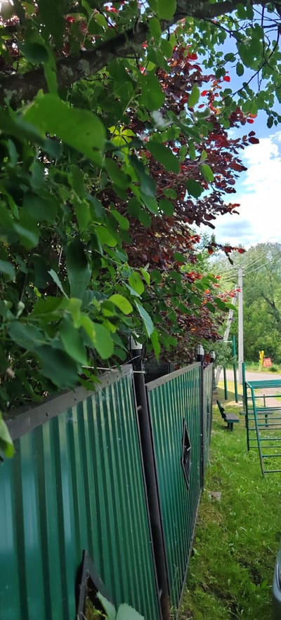 In Altayskoye, Russia, an outdoor scene captures a close-up view of a green corrugated metal fence partially obscured by lush green foliage from an overhanging tree. The fence, extending from the left foreground towards the right, features vertical ribs and a dark vertical support post. A small, diamond-shaped cutout is visible on the fence panel.

Beyond the fence, the environment unfolds with details of a grassy yard. A dark green bench sits on the grass. To the right, a metal ladder structure, possibly part of a playground, is visible. In the background, trees and vegetation create a natural backdrop, with a utility pole and wires also present. The sky above is a mix of blue and white clouds. The overall impression is one of a suburban or rural setting in Russia during daylight.