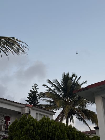 The image, likely taken in Veracruz City, Mexico, shows a low-angle view towards the sky with partial views of buildings and trees. In the upper right, there's a portion of a building, possibly residential, with a red-tiled roof and a light-colored facade, partially obscured by dense green bushes. A palm tree with feathery fronds is positioned near the building, its leaves reaching towards the sky. In the lower left, another palm frond is visible. The sky is overcast with gray clouds. A small, dark shape resembling a bird is visible in the upper left part of the sky. The image is slightly rotated counter-clockwise.
