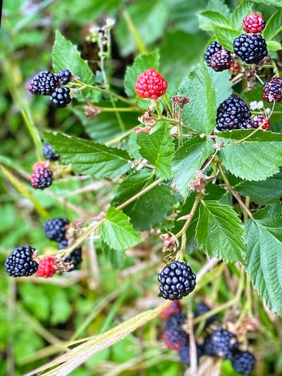 This image depicts a close-up view of ripe blackberries and red raspberries growing on a bramble bush. The berries are clustered on thin stems amidst green leaves. Some of the berries are a deep, glossy black, while others are a vibrant red, indicating varying stages of ripeness. The background is a blur of green foliage and dried grass, suggesting an outdoor, natural setting. The lighting suggests it's daytime, possibly with some dappled sunlight filtering through the leaves. The scene is peaceful and natural, highlighting the bounty of the bramble bush.

The image is described as being taken in the city of Purkersdorf, Austria.