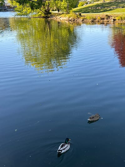 This image captures a serene scene on a body of water, likely a canal or river, under bright daylight. The perspective looks down onto the water, revealing ducks and vivid reflections of the surrounding landscape.
In the water, two ducks are present. Towards the right side of the frame, a male mallard duck is visible, distinguished by its metallic green head, white neck ring, and grey body, swimming or floating. Further to its upper left, a female duck, likely a female mallard with mottled brown and grey plumage, is floating. It appears to be preening or resting, with its head tucked into its back feathers.
The water surface is gently rippled, creating elongated, vertical reflections that dominate the middle and left portions of the image. These reflections clearly show lush green trees and bushes from the banks, illuminated by sunlight. On the actual banks, visible along the left side of the frame, are dense green foliage and grass. A reddish reflection, possibly from a building or autumn leaves, is also seen on the water towards the upper right. The water itself ranges in color from a light blue where the sky reflects most prominently to a darker blue in areas that appear deeper or less reflective. Small specks and leaves are scattered on the water's surface.
The bright, clear reflections indicate a sunny day. The scene evokes a tranquil and natural atmosphere, likely in a park or urban green space within Ulm, Germany. There is no visible text in the image.
