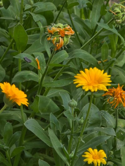 In Pidhorodne, Ukraine, a close-up shot captures a cluster of yellow calendula flowers amidst lush green foliage. One vibrant yellow flower is in sharp focus in the foreground, its petals radiating outwards. To the upper right, a wilting orange calendula flower droops, its petals shriveled. A cluster of small, dark eggs, possibly insect eggs, is visible on a green leaf in the upper left quadrant of the image. The background is dominated by a dense growth of green leaves and stems, with a few unopened flower buds. The scene is an outdoor environment, likely a garden or natural setting.