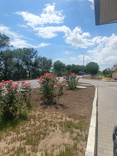 This media file depicts a sunny day with a bright blue sky dotted with fluffy white clouds. The scene appears to be near a road in Koshary, Ukraine, likely during the daytime given the strong sunlight.
In the foreground, several rose bushes with vibrant pink flowers are in bloom, adding a splash of color to the scene. They are planted in a patch of soil which is sparsely covered with grass and fallen petals. A paved walkway runs along the right side of the image, bordered by a concrete curb. Beyond the roses, a paved road curves to the right. Trees line the left side of the road, forming a dense green backdrop.
Further down the road, traffic signs and a lamppost are visible. A large truck with a red cab and a white trailer, along with a few other vehicles, can be seen on the road. In the distance, a building with a red roof is partially visible on the right. A pile of sand is also present near the building. The overall impression is one of a pleasant, slightly rural, roadside environment bathed in natural light. No people are visible in the image. No text is clearly legible.