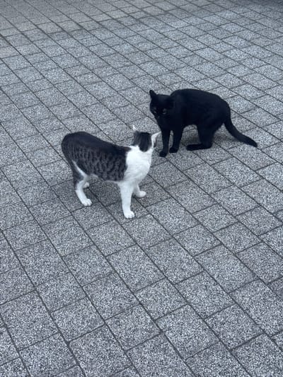 Two cats are standing on a paved stone surface. One cat is entirely black, and the other is predominantly white with black and gray tabby markings. The black cat is positioned slightly behind and to the right of the tabby cat, facing to the left. The tabby cat is facing away from the camera, towards the right. The surface is composed of rectangular, grey paving stones laid in a repeating pattern. The scene appears to be outdoors, likely in an urban or suburban area given the paving. No specific landmarks indicating Aulendorf, Germany are visible in the image.