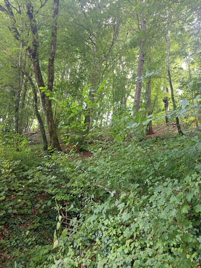 The image shows a dense forest in Azannes-et-Soumazannes, France. The scene is dominated by a variety of trees and undergrowth, all in shades of green. Tall, slender trees with rough bark are visible, their canopies forming a dense ceiling of leaves that allow dappled sunlight to filter through. The forest floor is covered with thick vegetation, including ivy and other leafy plants. In the lower part of the image, a wooden structure, possibly part of a fence or gate, is partially obscured by the foliage. The overall impression is one of a lush, natural environment. There are no people or animals visible in the image.