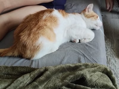 A ginger and white cat is sleeping on a grey surface. The cat is curled up on its side, with its head resting on its paws. Its fur is short and soft, and its markings are clearly visible. The cat's eyes are closed, and its body is relaxed. A human leg is visible in the upper left corner of the image, with dark blue fabric resting on it, suggesting the cat is on a lap or near a person. The background is blurred, but appears to be a home environment. The lighting is dim, suggesting it might be indoors during the day or evening. The location is Ucrainca, Moldova.