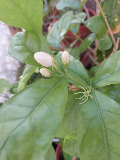 This is a close-up, eye-level media file of a jasmine plant. The main subjects are the green leaves and the white jasmine flower buds, with a single, tiny, star-shaped green calyx visible in the upper right quadrant. The focus is sharpest on the flower buds and the immediate surrounding leaves, while the background foliage and pots are softly blurred. The lighting suggests it is daytime, possibly morning or afternoon, with the natural light illuminating the plant. The setting appears to be an outdoor or semi-outdoor environment, indicated by the presence of pots and the natural growth of the plant, consistent with a location in Seeb Province, Oman. There is no visible text or ongoing activity other than the natural state of the plant. The overall impression is one of natural beauty and tranquility.