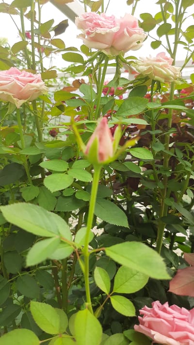 The image shows a close-up view of several pink rosebuds and blooms on a rose bush. The flowers are in various stages of development, with some fully open and others still tightly budded. The petals are a delicate shade of pink, with some lighter at the edges. The leaves of the rose bush are a vibrant green and have a serrated edge. The stems are thin and thorny. The background is a blur of green foliage and some lighter areas that might be sunlight or a wall. The image is taken vertically, suggesting it might be part of a larger panorama or intended for a vertical display. There is no visible text. The overall impression is one of natural beauty and the burgeoning life of a garden in Desnogorsk, Russia. The lighting suggests it might be daytime, likely in good weather, as the colors are bright and clear. The image does not depict any people or specific events.