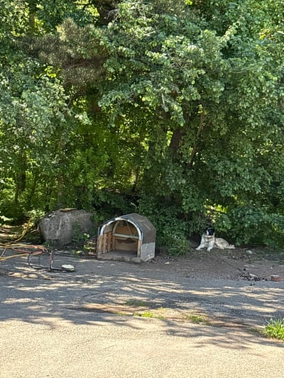 An outdoor scene in Jermuk, Armenia, shows a large, light-colored dog with black markings on its head and ears lying on the ground under the shade of a large, leafy tree. The dog is positioned to the right of a rustic, partially constructed doghouse. To the left of the doghouse, there is a large, gray rock and some yellow and red hoses coiled on the ground. The foreground consists of a paved surface, possibly a road or driveway, with patches of grass and dirt. The background is dominated by dense green foliage from the trees. The overall impression is a quiet, rural setting.