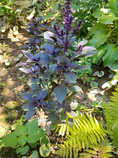 A close-up shot shows a vibrant garden with various plants. The central focus is a basil plant with deep purple leaves and a tall, flowering stalk of purple blossoms. To the right of the basil, large, lush green hosta leaves are visible, some with yellow variegation. In the foreground, a bright, lime-green fern unfurls its fronds. The ground beneath the plants is exposed soil with small pebbles and scattered green groundcover. The lighting suggests it is daytime, with sunlight dappling through the leaves, creating highlights and shadows. The overall scene conveys a sense of natural growth and a well-tended garden. No people, text, or specific events are depicted. The location is Yarkishlak, Uzbekistan.