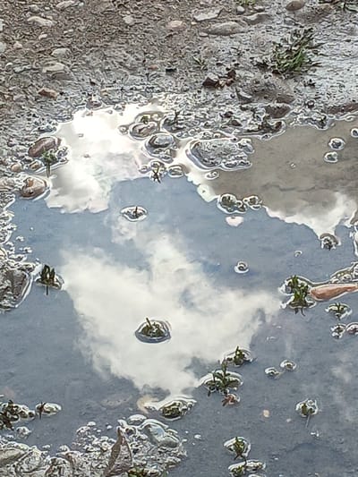 The image displays a forensic view of a puddle on a natural ground surface in Gabdyukovo, Russia. The puddle, irregularly shaped, contains still water that reflects a sky populated by white clouds and blue patches. A prominent bright reflection, likely solar, is visible in the upper central area of the water. The surrounding terrain is composed of small grey and brown pebbles, exposed earth, and sparse clumps of green vegetation. Within the puddle, numerous small green plant sprouts emerge from the water, creating minor surface disturbances. Submerged stones and debris are discernible along the puddle's edges and shallower sections. No human or animal subjects, actions, or interactions are present in the frame.
