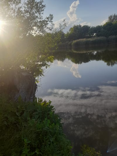 A serene lake in Kliushnykivka, Ukraine, reflects a blue sky with fluffy white clouds, as well as the surrounding lush green trees and tall reeds. The sun, positioned in the upper left quadrant, casts a bright lens flare across the scene. On the left bank, a large, rough-textured boulder is partially covered by lush green vegetation and a tree with thin branches and leaves, its foliage silhouetted against the sun. The water's surface is calm, with subtle ripples visible, disturbing the perfect reflection of the sky and trees. A few small wooden structures, possibly piers or platforms, are visible along the far bank amongst the reeds. The overall impression is one of natural tranquility during a sunny day.