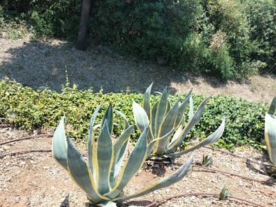 The image depicts a sunny outdoor scene in a garden. Two large agave plants with variegated yellow and green leaves are the main subjects, positioned in the foreground on a bed of gravel and dry soil. They are supported by an irrigation system visible as brown tubing.

Behind the agave plants, a dense hedge of green leafy bushes forms a backdrop. Further behind the hedge, a tree trunk is visible, and beyond that, a lush, green forest canopy covers the upper portion of the image, suggesting a natural, hilly landscape. The ground is covered with a mixture of small stones, gravel, and dry leaves, with scattered small agave pups growing in the foreground.

The lighting suggests it is daytime, likely late morning or afternoon, with distinct shadows indicating bright sunlight. The overall setting appears to be a well-maintained garden or park area in a warm climate, consistent with a Mediterranean location like Krk, Croatia. No people are visible in the image, and the focus is entirely on the plant life and garden elements.

Visible text in the lower left corner reads "2026.06.29 12:12:30", which appears to be a timestamp.