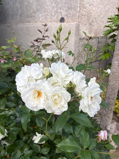 A close-up shot depicts a cluster of white roses in full bloom. The flowers are tightly grouped, displaying numerous petals with a slight yellow tint in the center of some blooms. Green leaves surround the roses, exhibiting varying shades of green and signs of healthy growth. In the background, a light gray stone wall is visible. The image was taken in the city of Dobrovnitsa, Bulgaria. The overall impression is one of a well-maintained and thriving rose bush in an outdoor setting.