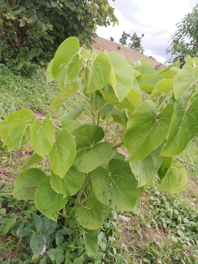 The image shows a close-up of a leafy green plant in Balewa, Nigeria. The plant has large, heart-shaped leaves with visible veins. The leaves are a vibrant green and some have small holes, likely from insect damage. The plant is growing in a natural outdoor environment with other low-lying green vegetation and soil visible. In the background, a gentle slope covered in grass and a few scattered trees can be seen, with a cloudy sky overhead. No people or animals are present in the image.