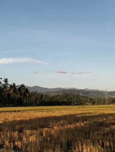 The image shows a harvested rice field in Mee Pangwa, Indonesia. In the foreground is the cut stubble of rice stalks. Behind the field is a line of palm trees. Further back, rolling hills and mountains are visible, with a partially cloudy sky above. An electrical transmission tower is on the right side of the image.