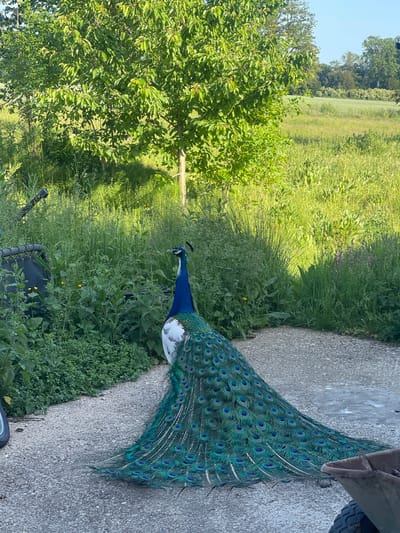 A peacock stands on the edge of a concrete path in a grassy, rural area near Ashford, United Kingdom. The peacock faces left, its long, iridescent tail feathers extending across the path. Green grass and various plants grow on both sides of the path, and a tree is visible in the background on the left. Beyond the tree is an open field under a clear sky. Parts of a vehicle or machinery appear near the right edge of the image. The scene is illuminated by daylight.