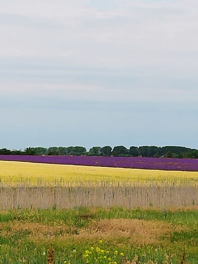 The image depicts an agricultural landscape in the vicinity of Prymorske, Ukraine. The upper half of the frame is dominated by a light blue-grey sky, exhibiting faint, diffused cloud formations. Below the sky, a distant horizontal treeline composed of dark green foliage spans the width of the image. Directly in front of the trees, a prominent horizontal band of vibrant purple flora, consistent with a lavender field, extends across the scene. Adjacent and below the purple field is another distinct horizontal band of golden-yellow flora, indicative of a mature grain crop such as wheat. The foreground features a textured field of mixed vegetation. A section immediately below the yellow field displays lighter yellow-brown hues with vertical striations. This transitions into a lower area with various green, brown, and yellowish-green grasses and vegetation, including patches of bright yellow wildflowers at the bottom right. No human figures, animals, or structures are visible within the frame.