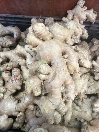 A close-up, high-angle photograph shows a bin overflowing with ginger roots. The roots are pale tan and densely packed, filling the frame. Some show small green sprouts. The bin is dark-colored, possibly black or dark gray, visible along the left edge of the frame. The photo was taken in the city of Kadima - Zoran, Israel.