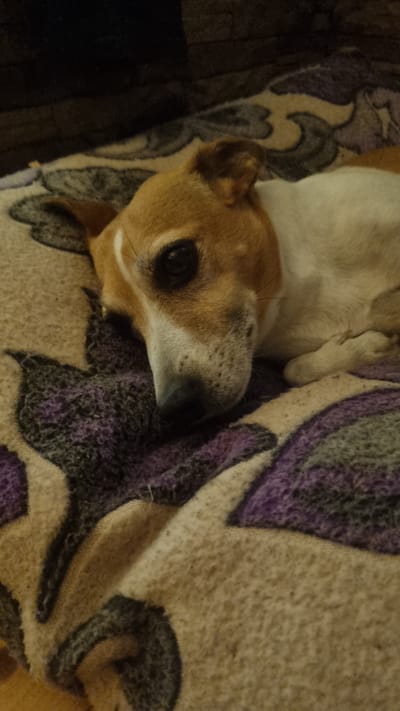 A tan and white dog lies on its side, resting its head on a patterned blanket. The blanket has a beige background with dark purple and black floral designs. The dog's eyes are partially closed, and its body is relaxed. The background appears to be a dark, textured surface, possibly a couch or wall. The scene is dimly lit, suggesting it might be indoors or at dusk. The image was taken in the city of Солнечная Поляна-3 Снт, Russia.