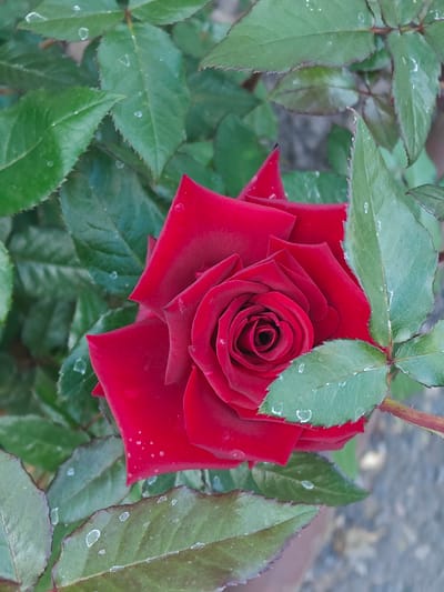 A close-up, eye-level shot features a vibrant, deep red rose in full bloom, its velvety petals spiraling towards a dark center. The rose is nestled amongst lush, green foliage, with several leaves showing subtle water droplets and some with white speckling along their serrated edges. The background is softly blurred, suggesting an outdoor setting, possibly a garden. The image appears to have been taken during the daytime, with natural light illuminating the rose. This scene is located in Kotelva, Ukraine, suggesting the rose is part of a local garden or public space within the city.