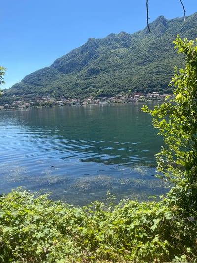 This is a vertical, eye-level, full shot photograph taken on a bright, sunny day, likely in the late morning or early afternoon. The scene depicts a serene lake, likely Lake Como, with lush green mountains rising steeply from its shores. The mountains are densely covered in trees, and a small, picturesque town with terracotta-roofed buildings is nestled along the lakeside at the base of the mountain.
The water of the lake is a deep, clear blue-green, with gentle ripples creating patterns on its surface. Submerged aquatic plants are visible near the shore, adding to the natural beauty of the setting. Green foliage from overhanging trees frames the top of the image, and thick green bushes line the right side of the frame, reaching down to the water's edge. The clear blue sky dominates the upper left portion of the photograph.
There are no people or specific objects clearly visible, but a tiny dark speck, possibly an insect or a small piece of debris, is discernible on the water's surface. The overall mood of the photograph is one of tranquility and natural beauty. The location cues of the terraced mountains, the style of the buildings, and the vegetation are consistent with the Lecco region of Italy. No text is visible in the image.