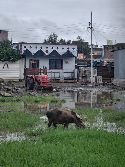 A pig is grazing in a flooded grassy area in front of a rural Indian village. A red tractor with a trailer is parked on muddy ground to the left of the pig, and behind the tractor is a white building with a decorative roof. The sky is overcast, and the overall scene suggests a wet and somewhat unkempt environment. The image captures a slice of life in Padli, India, showing the interplay between domesticated animals, agricultural machinery, and the natural elements in a village setting.