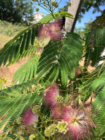 A vertical, close-up shot captures the delicate pink, feathery flowers of a Mimosa tree, also known as a Persian Silk Tree, in Fontanka, Ukraine. The tree's compound leaves, characterized by their numerous small, elongated leaflets arranged in pairs, dominate the foreground. One of the feathery flowers, a vibrant pink, is in sharp focus, revealing its intricate structure of thin, thread-like petals. In the background, the leaves and branches of other trees and foliage create a soft bokeh effect, with hints of a building and the bright blue sky visible. In the upper right quadrant, a large, black and yellow insect, likely a hornet or wasp, is perched on a flower, its wings slightly blurred, suggesting movement. The sunlight filters through the leaves, casting subtle shadows and highlighting the textures of the plant. The overall impression is one of natural beauty and a fleeting moment captured in time, undisturbed by human presence.