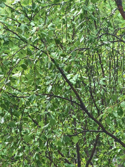 This media file shows a close-up of wet, green leaves and dark branches of a tree, likely a birch tree, due to the drooping nature of some branches and the shape of the leaves. The leaves are glistening, indicating they are wet, and small water droplets are visible on many of them, suggesting it is raining or has recently rained. The background is filled with more greenery, suggesting a dense foliage environment, possibly a forest or park. The overall mood is one of freshness and natural beauty, enhanced by the presence of rain. The lighting suggests it is daytime, but the overcast conditions due to the rain make it difficult to determine the exact time. The location context is Murmansk, Russia, which is known for its boreal forests and frequent rainfall, especially during certain seasons. There is no visible text in the image.