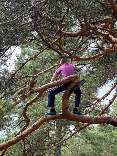A young boy is climbing a pine tree. He is wearing a purple t-shirt and dark blue pants with a light blue stripe. He is wearing blue sandals. The boy is sitting on a thick branch, facing away from the camera, with his legs straddling the branch. The tree has a rough, brown bark and dense green needles. The background shows more pine trees and a cloudy sky. The scene appears to be a natural area, likely in or near Primorsk, Russia.