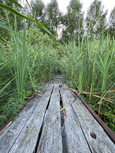 An eye-level, wide-angle shot shows a weathered wooden boardwalk extending into a dense thicket of tall green reeds and other vegetation. The boardwalk, constructed of grey, aged planks, shows significant wear and tear, with cracks, splits, and knot holes visible. The reeds, some reaching higher than the viewpoint, flank the boardwalk, creating a narrow passage. In the background, the tops of deciduous trees are visible against a bright, overcast sky. The scene appears to be an outdoor natural setting, possibly a park or a wetland area. The location is stated as being in the city of Nagorny, Russia, though this cannot be visually confirmed from the image alone. There are no people or animals present in the image.