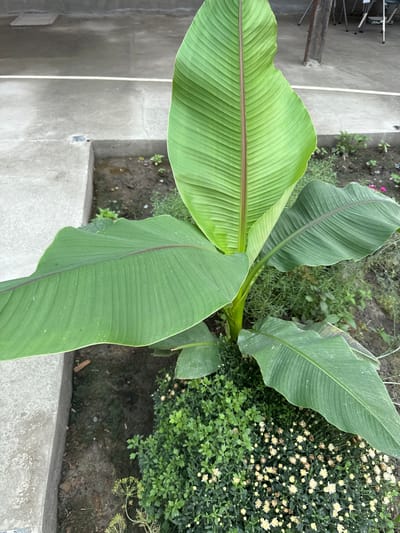 The image shows a top-down view of a banana plant with large, vibrant green leaves. The plant is situated outdoors, likely in a garden or yard, with a concrete pathway or ledge to the left and a bed of small, white flowers and green foliage to the right. The soil in the flowerbed appears dark and moist. The lighting suggests it is daytime, with no specific indicators of the time of day or weather conditions. No people or animals are visible in the frame. The scene is calm and natural, focusing on the lush vegetation. The overall impression is one of a well-maintained outdoor space with a prominent banana plant as the central subject. The location context of Hudayarhan, Uzbekistan is not directly evident from the visual elements of the image itself. There is no visible text in the image.