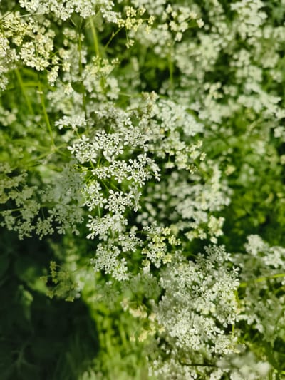 The image displays a close-up view of a cluster of small white flowers against a blurred green background. The flowers are delicate and appear to be in bloom, with many individual florets forming larger clusters. The lighting suggests it is daytime, with sunlight illuminating the petals and casting soft shadows. The background consists of green foliage, also out of focus, indicating a natural outdoor setting. There are no people or man-made objects visible in the image, and no specific location within the city of Apatity, Russia, can be identified. The scene is purely botanical.
