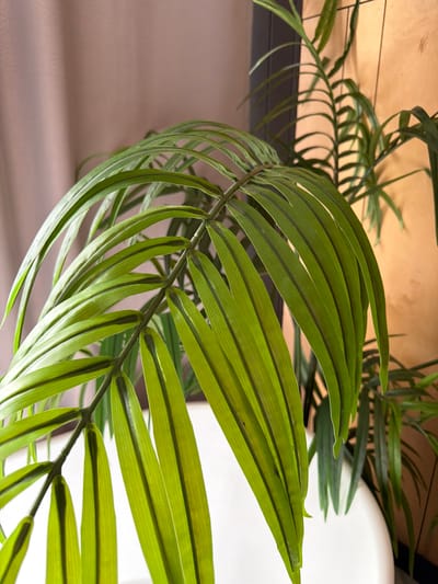 The image is a close-up, eye-level shot of a bright green Areca palm plant with multiple fronds and leaves. The plant appears to be indoors, set against a muted taupe curtain on the left and a light brown wall on the right, with the top of a white object, likely a pot or a piece of furniture, visible at the bottom. The lighting suggests an indoor setting with natural light, creating soft shadows and highlights on the glossy leaves. There are no people or animals in the image. The scene does not provide any information that would allow for its location in the city of Семилуки, Russia.